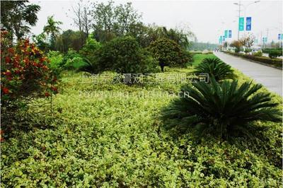 道路綠化 從設計到養護的全方位生態工程